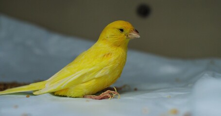 A canary parrot is being treated in a cage at a veterinary hospital. A canary with a traumatic...