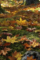 Fallen leaves on the forest floor create a beautiful and colorful pattern