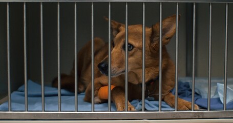 A dog lies in a cage at a veterinary hospital for treatment. A dog on a drip is being restored in a...
