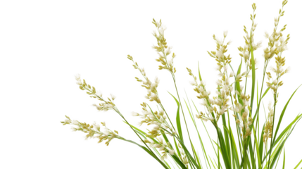 Rice Plant - Tall green plant with white flowers isolated on a transparent background
