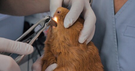 A veterinarian examines the teeth in a guinea pig's mouth. Guinea pig undergoing a preventive...