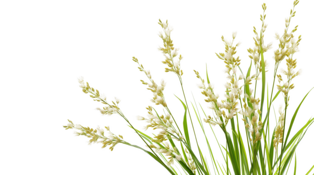 Rice Plant - Tall green plant with white flowers isolated on a transparent background