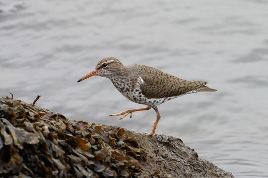 The spotted sandpiper (Actitis macularius) is a small shorebird.