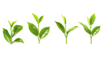 Obraz premium Set of realistic green tea leaves and sprouts isolated on a transparent background