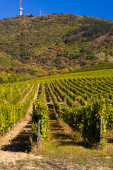 Fototapeta na wymiar Autumn vineyard and Tokaji-hegy (513 m), Tokaj region, Great Plain and North, Hungary