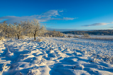 Landscape near Hnanice, NP Podyji, Southern Moravia, Czech Republic