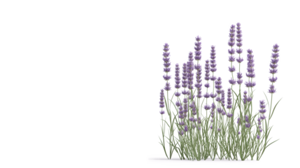 Side view of lavender plant isolated on a transparent background