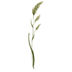Fototapeta premium Wildflowers watercolor flowers. Watercolor herbs, branch with leaves. Transparent background.