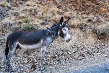 Wild Burro in Wildrose Canyon, Death Valley National Park, California