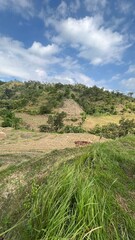 landscape with grass