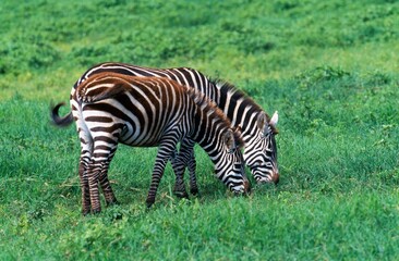 Two Zebras Feeding In Tandem, Ngorongoro Crater