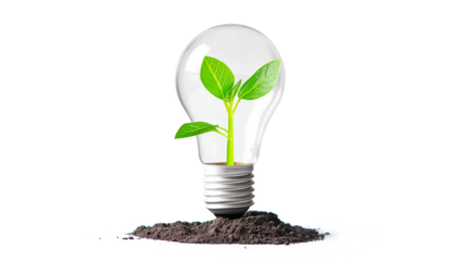 Light bulb with a green plant growing out isolated on a white background.