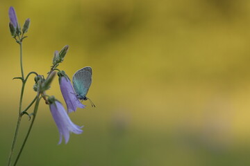 una farfalla glaucopsyche alexis su un fiore di campanula in primavera al tramonto