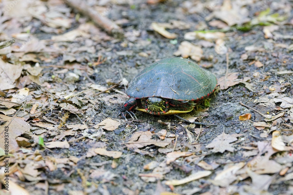 Wall mural The painted turtle (Chrysemys picta) is the most widespread native turtle of North America