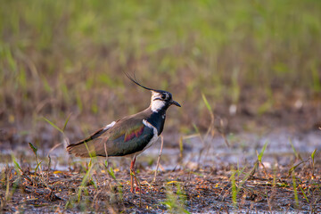 Lapwing looking for food in shallow water.