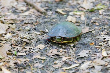 The painted turtle (Chrysemys picta) is the most widespread native turtle of North America
