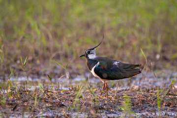 Lapwing looking for food in shallow water.
