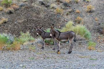 Wild Burro in Wildrose Canyon, Death Valley National Park, California