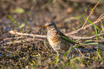 fieldfare