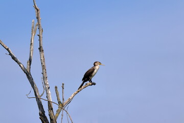 cielo e cormorano