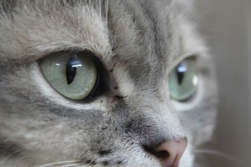 Close-up of the eyes of my stubborn cat
