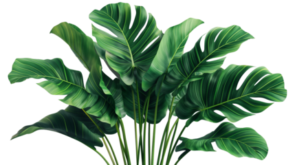 Tropical plant with lush green foliage isolated on a transparent background
