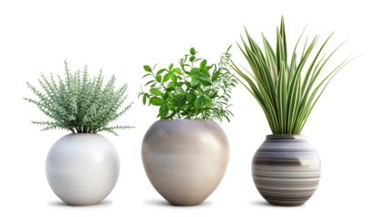 Vase decorate plants isolated on a transparent background