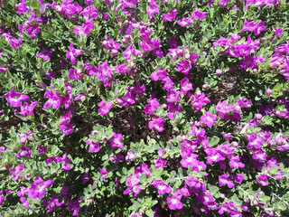 Blooms of Leucophyllum frutescens also known as Texas Sage or Texas Rangers Shrub in Arizona spring time, natural background
