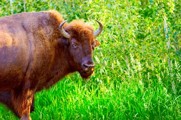 Bison