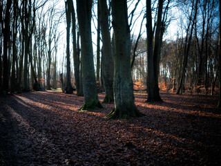 Fototapeta premium Las