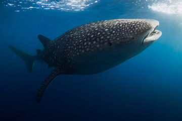 Giant Whale Shark with spot patterns underwater in blue ocean