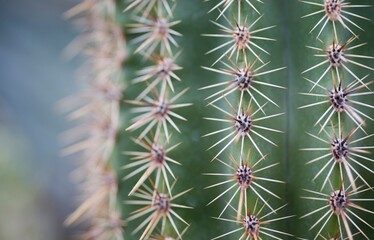 Close-Up Of A Cactus