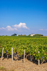 Fototapeta na wymiar Typical vineyards near Chateau la Tour de By, Bordeaux, Aquitaine, France