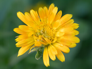 A cheerful marigold bloom in a vegetable garden.