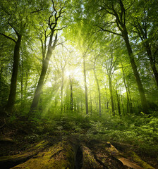 Painterly beech forest scenery with the luminous sun shining through the green foliage. With timber...