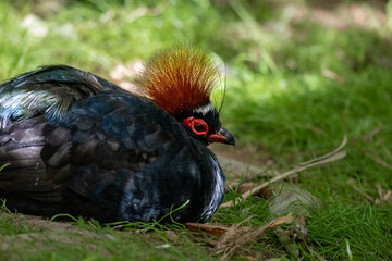 Crested wood partridge in a desert zoo