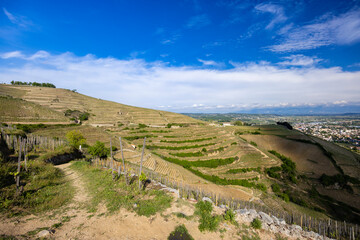 Fototapeta premium Grand cru vineyard, Tain l'Hermitage, Rhone-Alpes, France