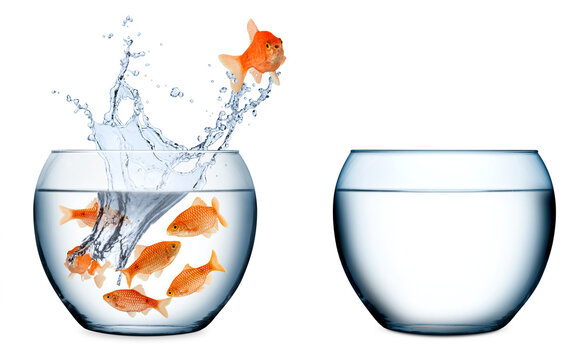 Goldfish escape chance concept isolated on whiter background. fish thinking out of the box and jumping out of  bowl