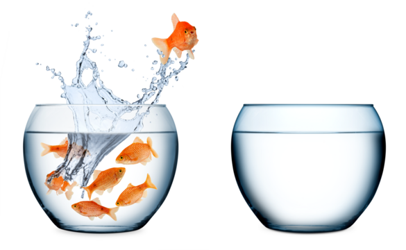 Goldfish escape chance concept isolated on whiter background. fish thinking out of the box and jumping out of  bowl