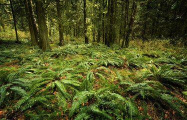 Ferns On Forest Floor