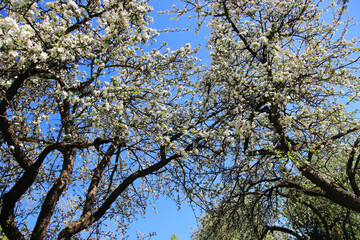 gardens bloom on a sunny day