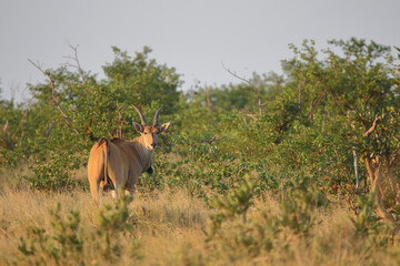 Elenantilope / Eland / Taurotragus oryx