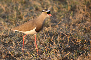 Kronenkiebitz / Crowned plover or Crowned lapwing / Vanellus coronatus