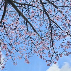 Pink flower