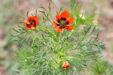 Adonis summery (Adonis aestivalis) grows in nature