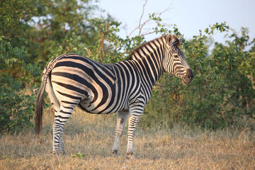 Steppenzebra / Burchell's zebra / Equus quagga burchellii