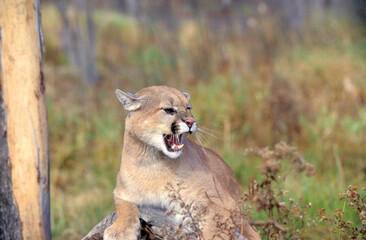 Cougar