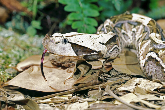 Gaboon Viper