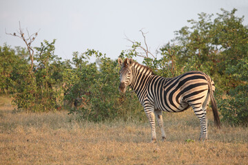 Obraz premium Steppenzebra / Burchell's zebra / Equus quagga burchellii