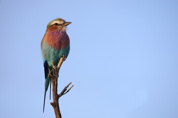 Gabelracke / Lilac-breasted roller / Coracias caudata